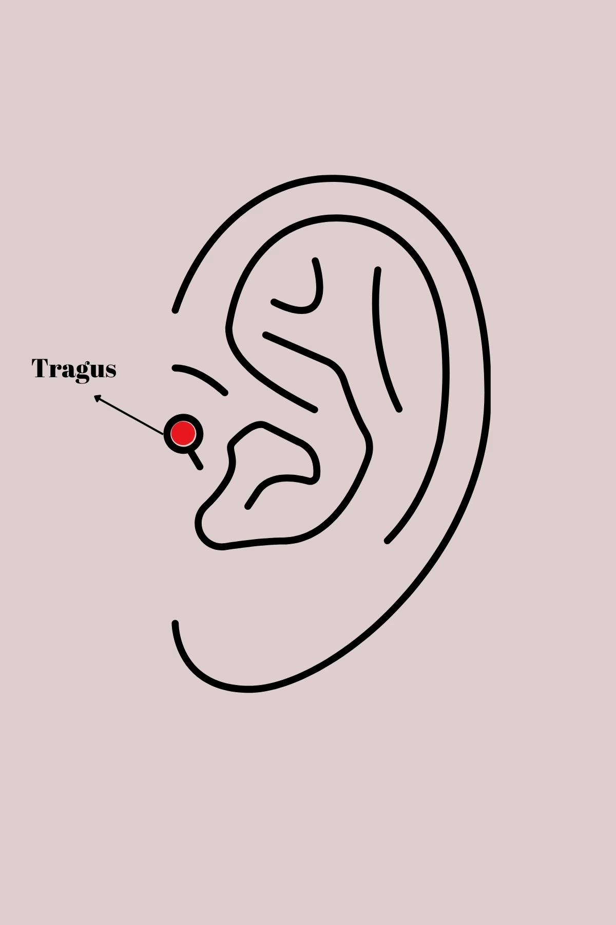 BFS 316L Çelik Gold Renk Siyah Zirkon Taş Detay Örümcek Ağ Model Tragus Piercing