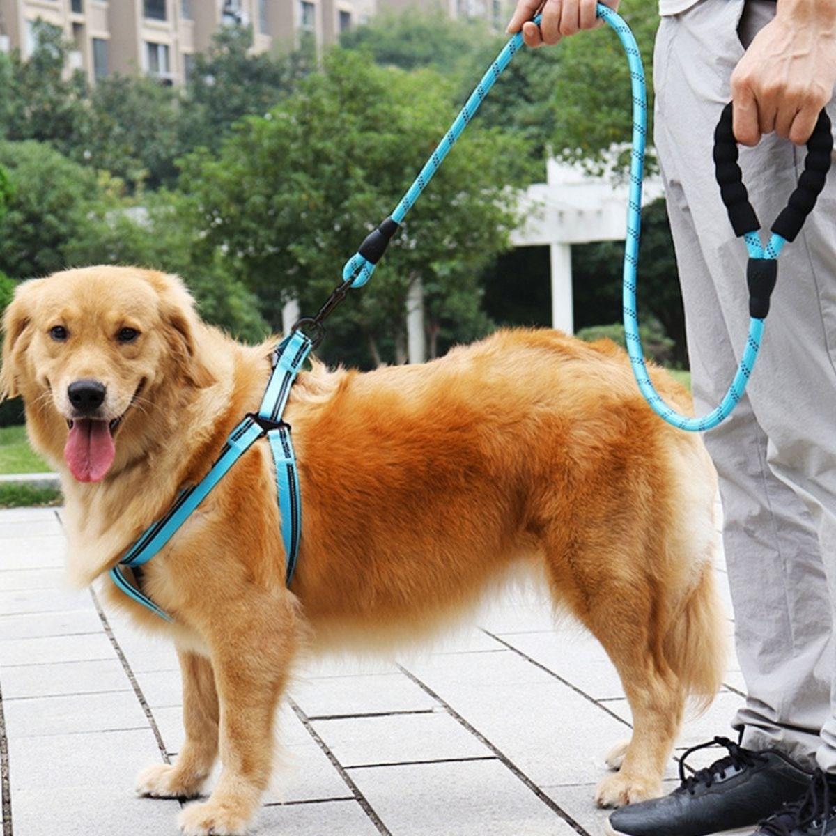Reflektörlü Fosforlu Köpek Gezdirme Halatı Tasma Kayışı Metal Kancalı 130 cm (5271)