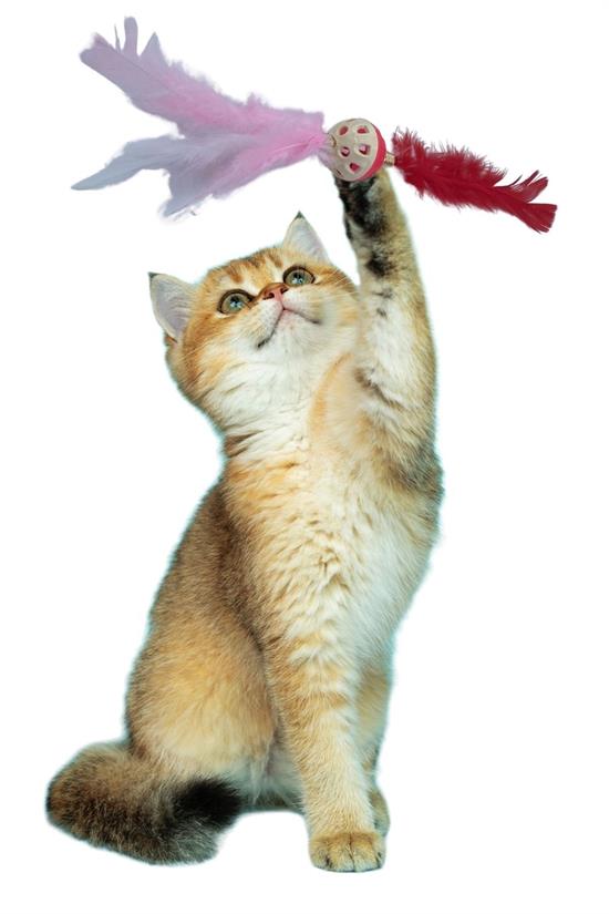 Tüylü Püsküllü Kedi Oyuncağı Dikkat Çekici Renkli Sevimli Evcil Hayvan Oyuncağı (5271) Tüylü Püsküllü Kedi Oyuncağı Dikkat Çekici Renkli Sevimli Evcil Hayvan Oyuncağı (5271)