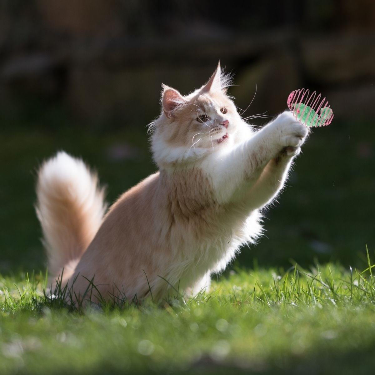 Yaylı Metal Fareli Kafes Kedi Oyun Topu Sıçrayan Spiral Kedi Topu (5271) Yaylı Metal Fareli Kafes Kedi Oyun Topu Sıçrayan Spiral Kedi Topu (5271)